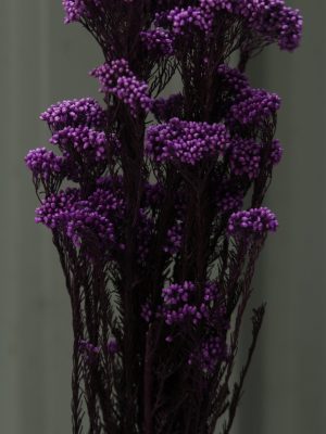 Purple Rice Flower