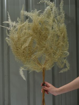 Dark Cream Rainforest Fern