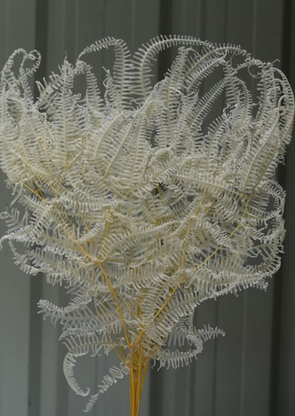 White/Cream Rainforest Fern - Image 2