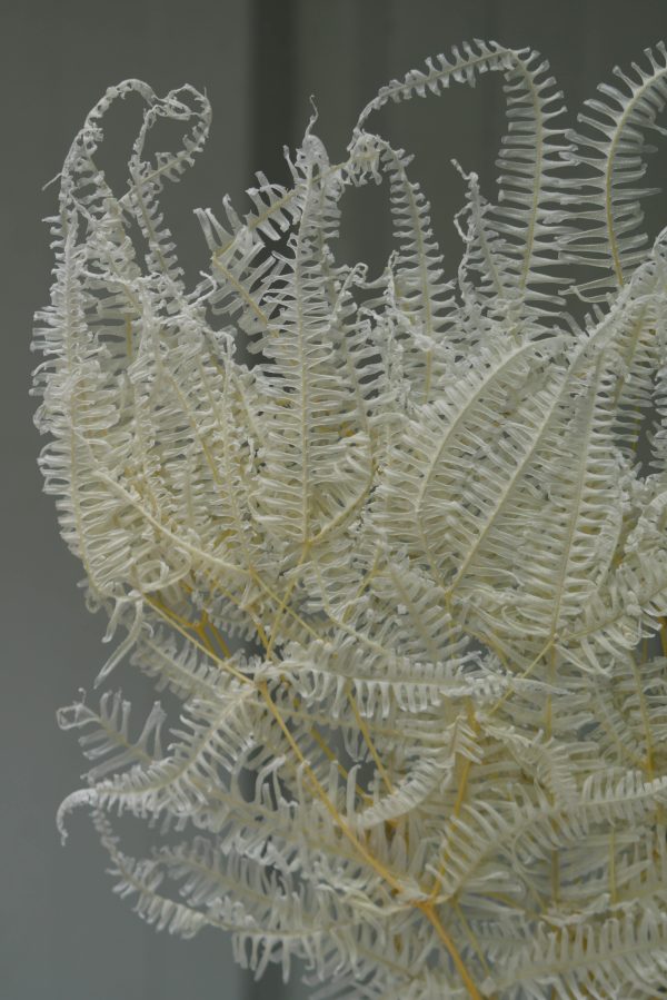 White/Cream Rainforest Fern - Image 3