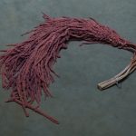 Pink  Amaranthus