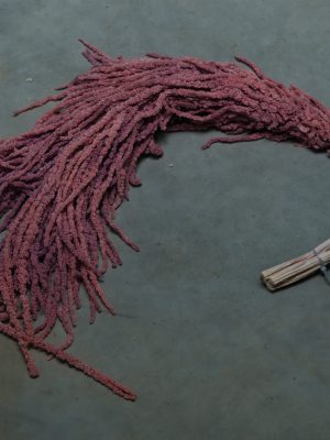 Pink  Amaranthus