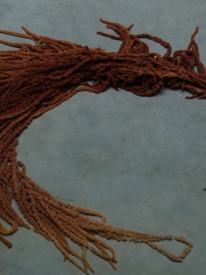 Orange Amaranthus