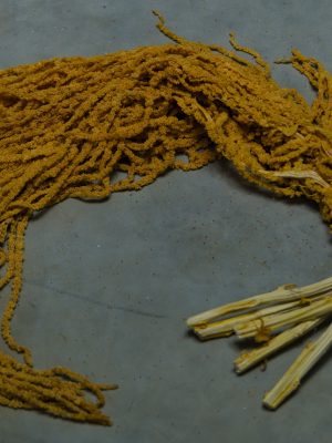 Yellow Amaranthus