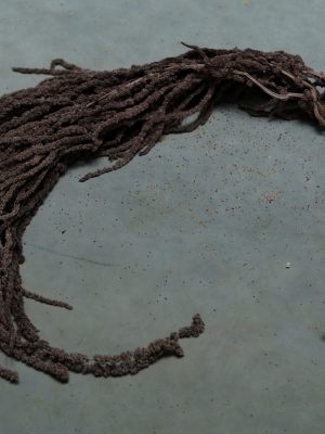 Brown Amaranthus
