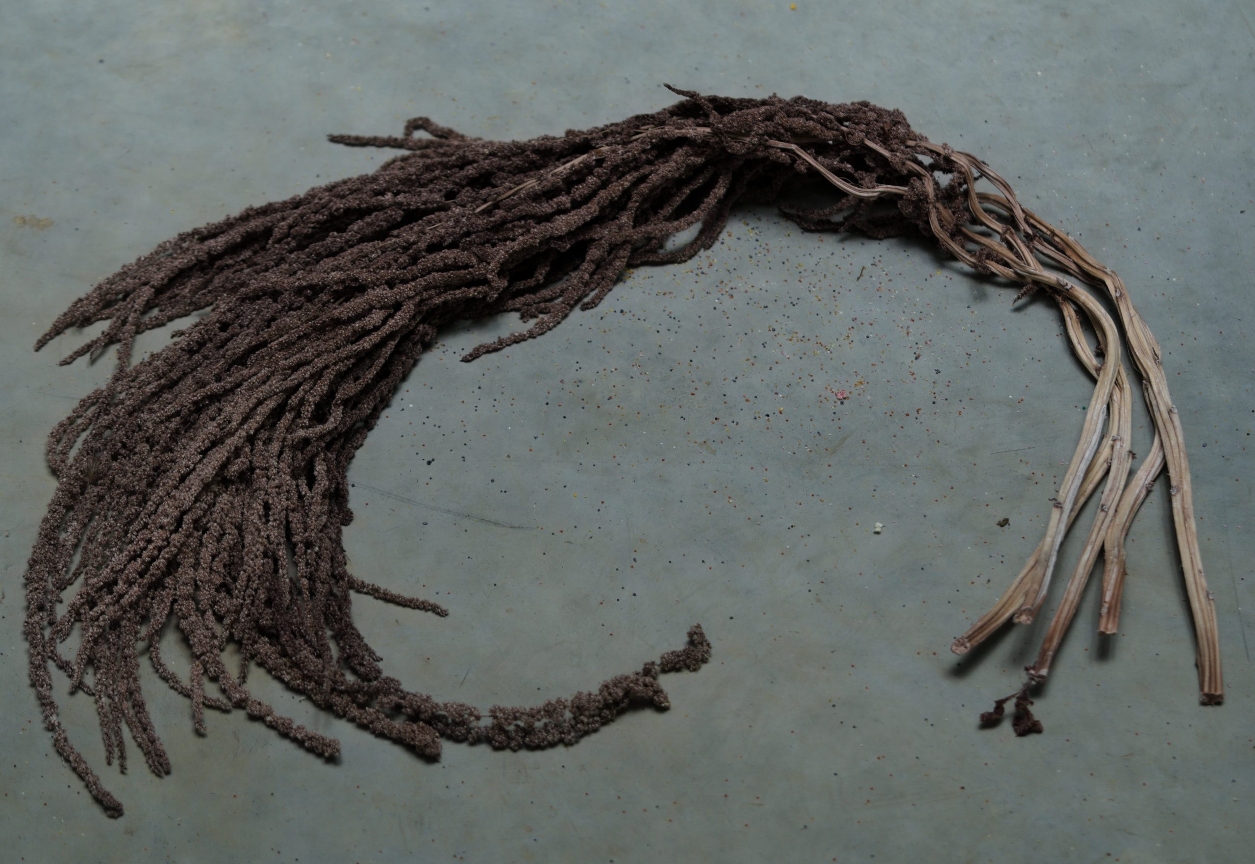 Brown Amaranthus