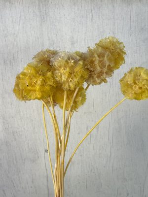 Yellow Scabiosa