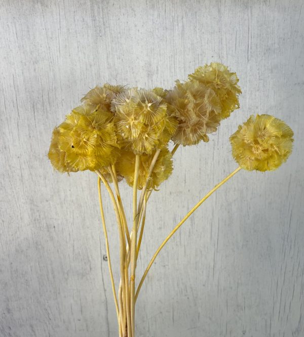 Yellow Scabiosa